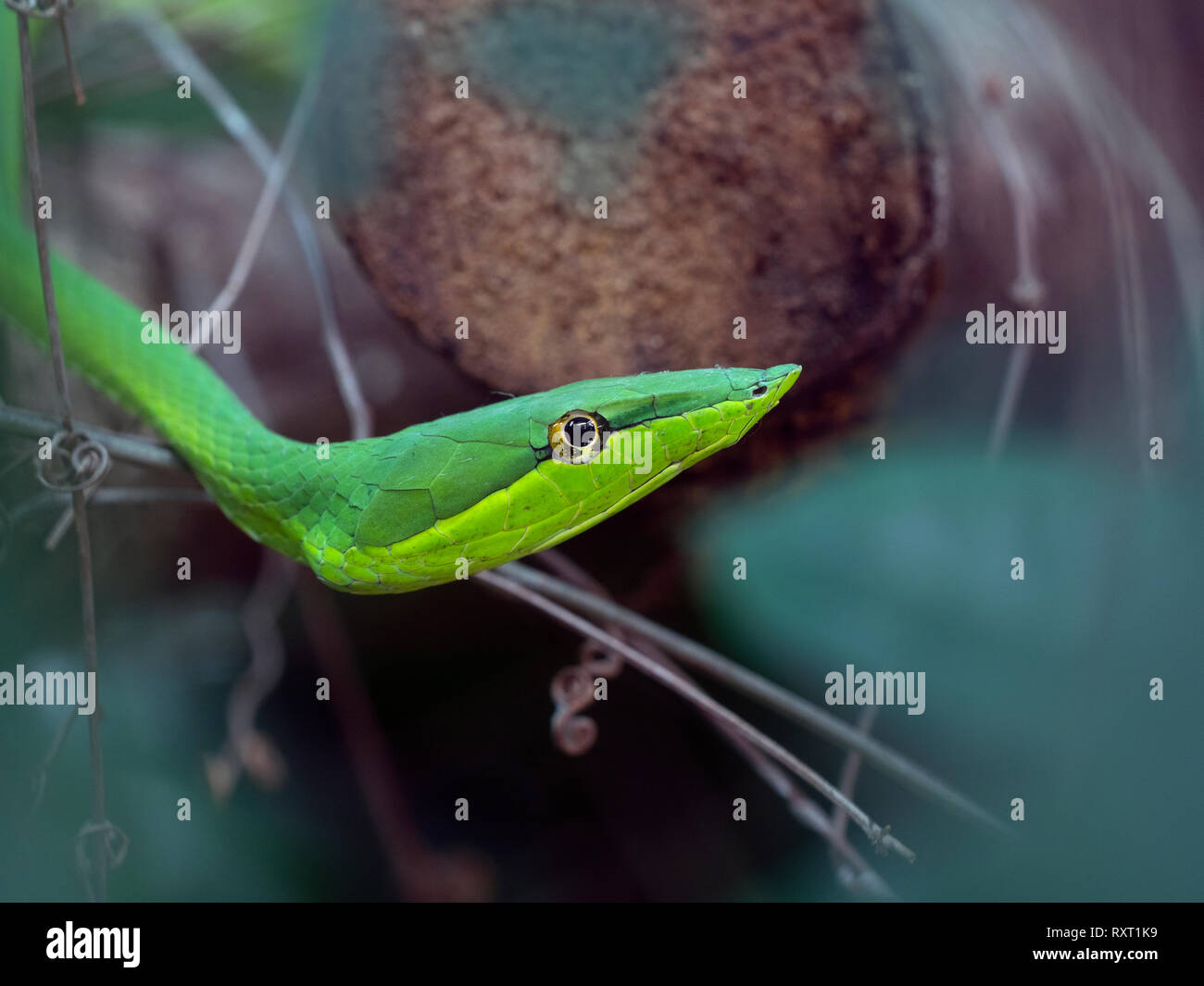 Vite verde serpente o flatbread snake Oxybelis pharomachrus Costa Rica Febbraio Foto Stock