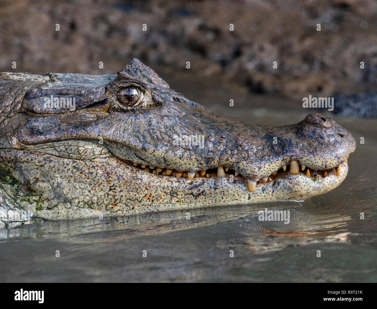 Caiman Caiman Crocodilus clived costa Rica Sud America Foto Stock