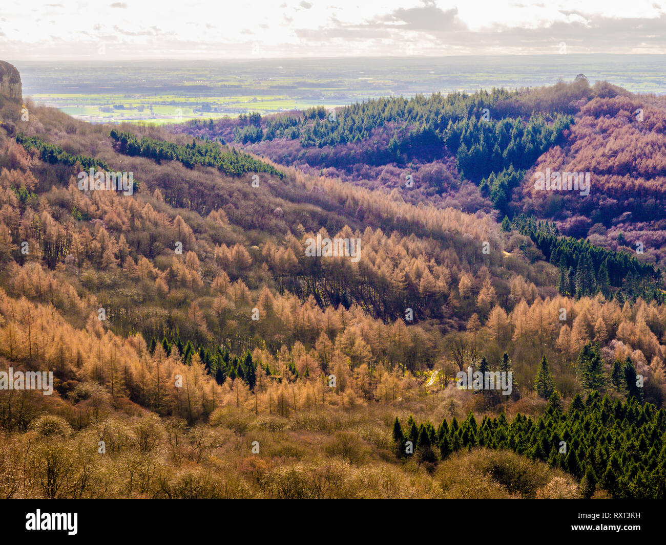 Alberi che mostra l'inverno di consistenza e di colore, Kilburn foresta, North Yorkshire, Regno Unito Foto Stock