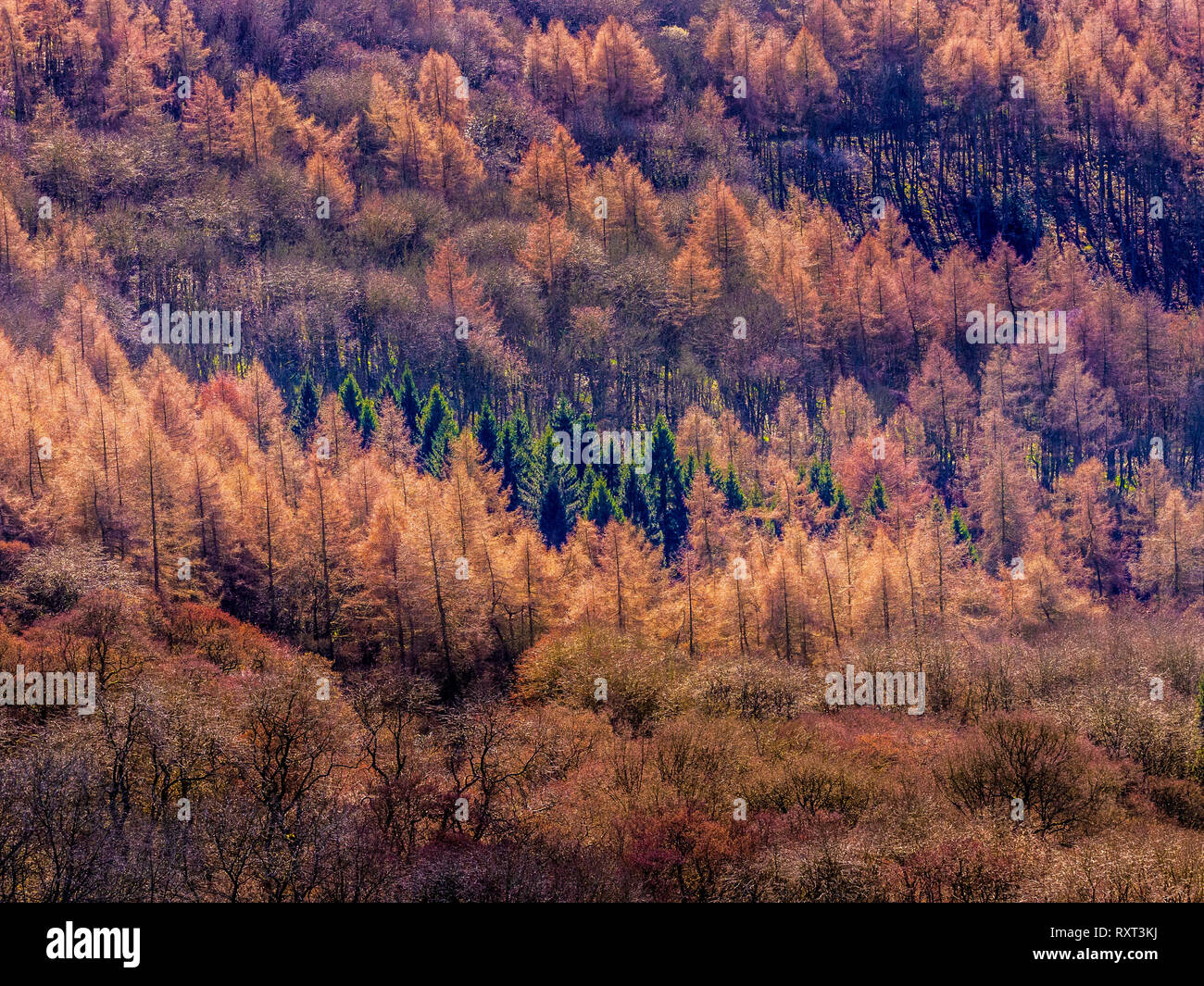 Alberi che mostra l'inverno di consistenza e di colore, Kilburn foresta, North Yorkshire, Regno Unito Foto Stock