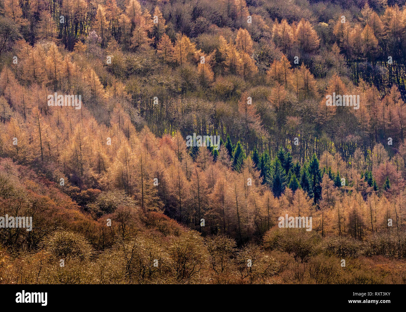 Alberi che mostra l'inverno di consistenza e di colore, Kilburn foresta, North Yorkshire, Regno Unito Foto Stock