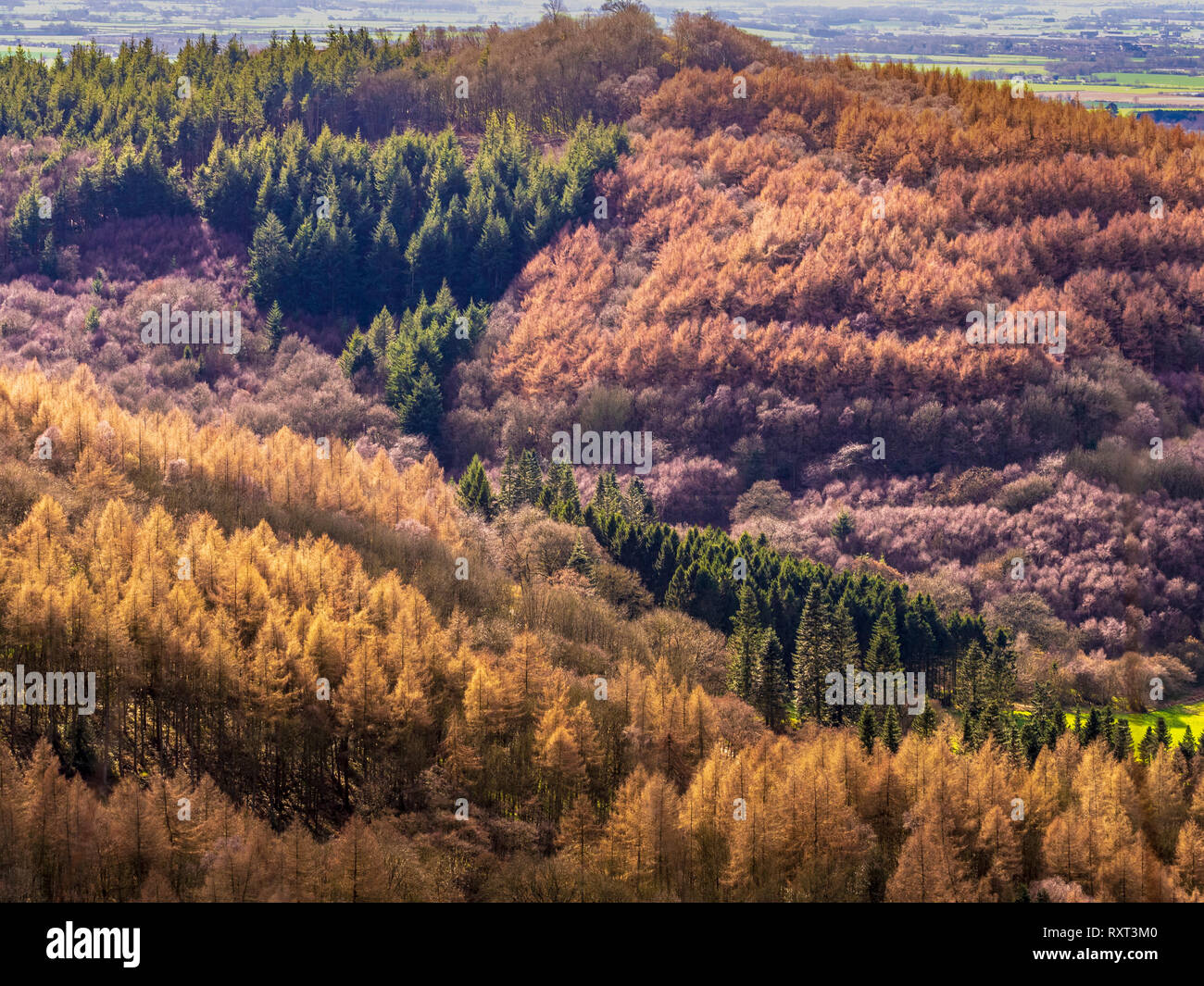 Alberi che mostra l'inverno di consistenza e di colore, Kilburn foresta, North Yorkshire, Regno Unito Foto Stock