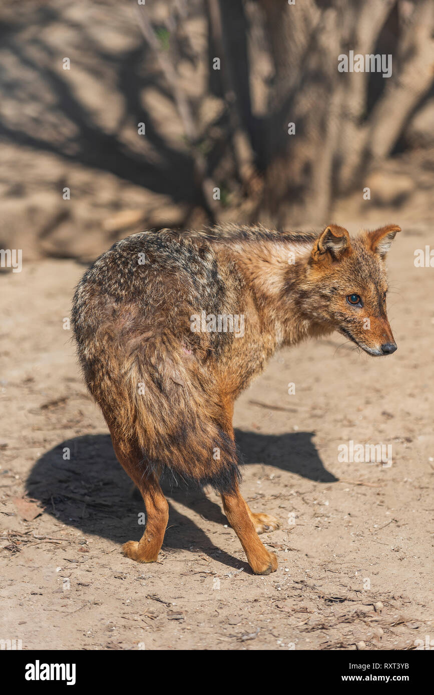 Canis aureus jackal Foto Stock