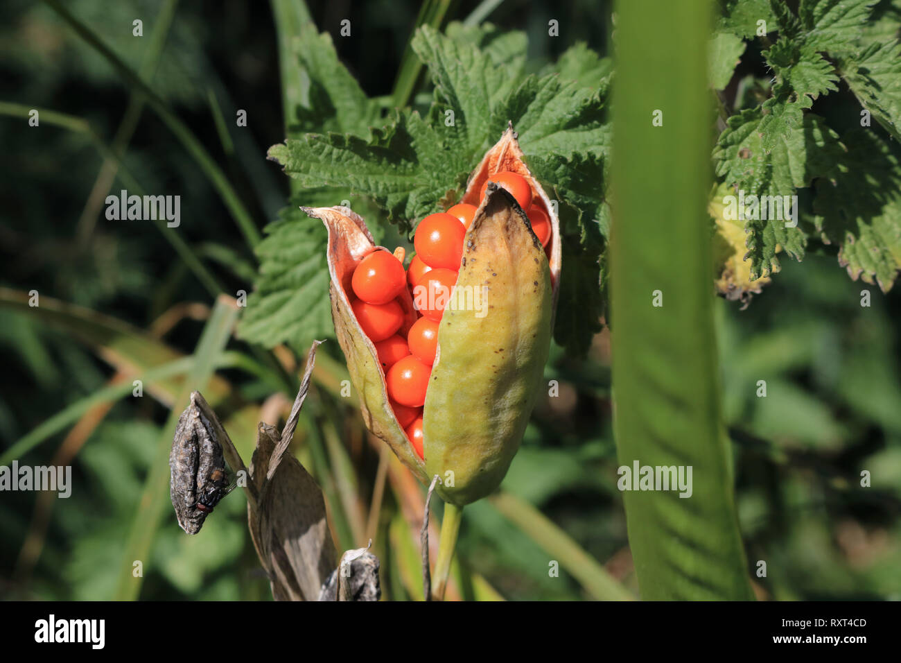 Le bacche di colore arancione e pod di seme di Iris foetidissima, una specie di iris puzzolente trovato nel bosco aperto e hedgebanks NEL REGNO UNITO Foto Stock