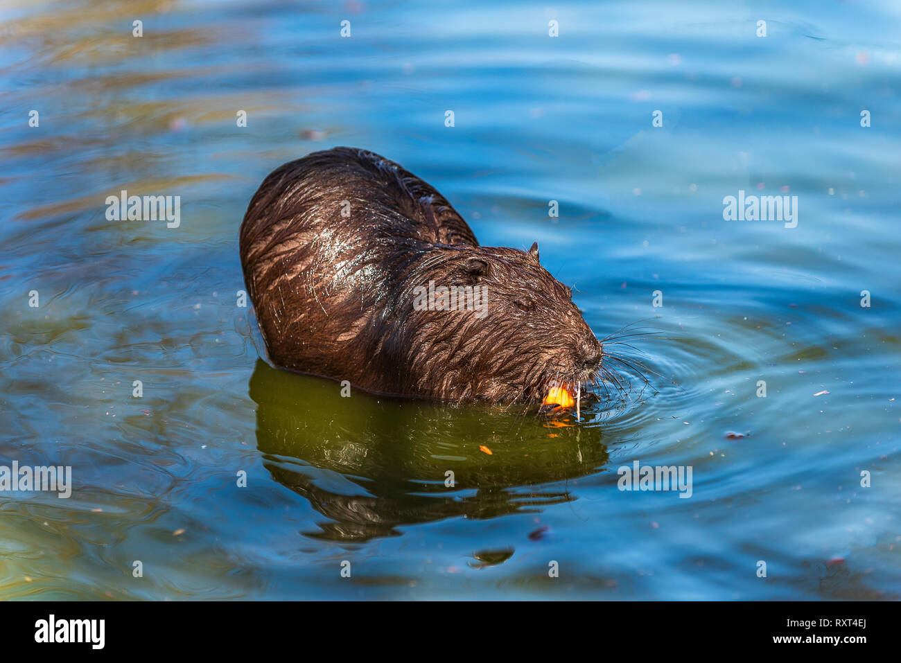 Myocastor coypus, nutria animale mangia la carota in acqua Foto Stock