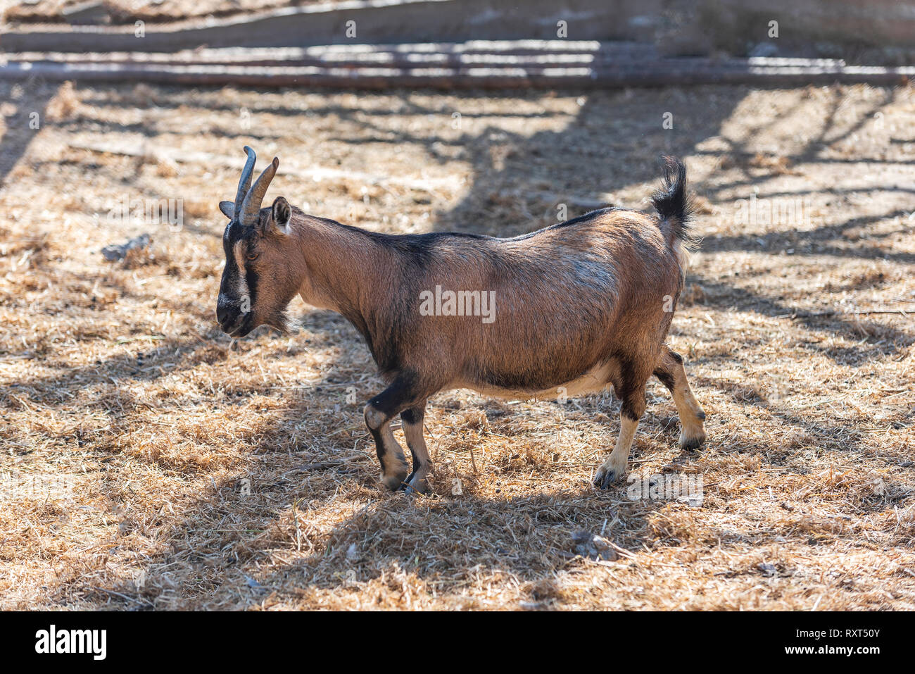 Capra selvatica è di camminare sulla giornata di sole Foto Stock