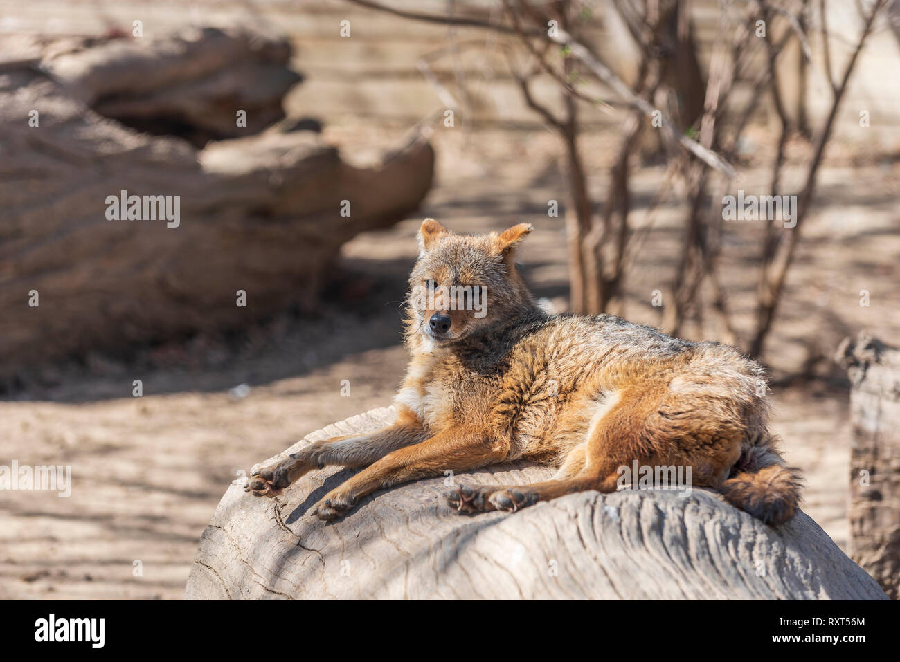 Canis aureus jackal Foto Stock