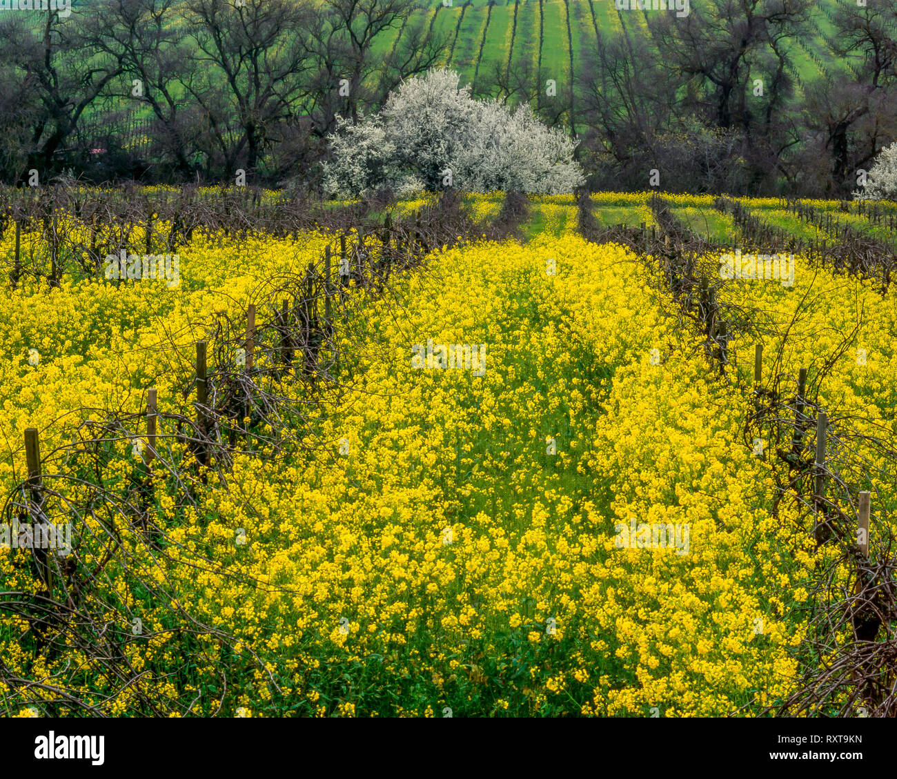 Carneros distretto, Napa Valley, California Foto Stock