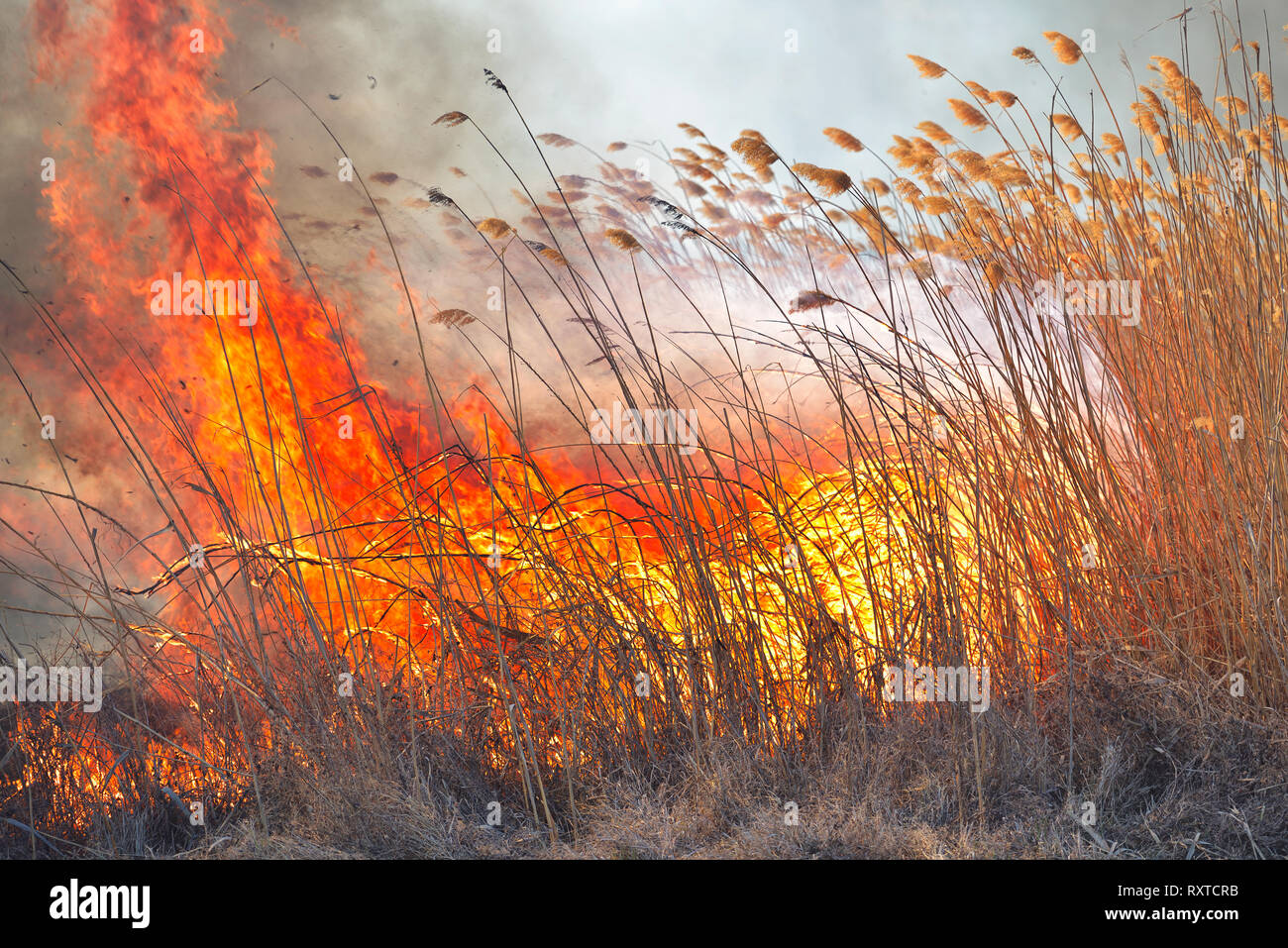 Grandi fiamme sul campo durante un incendio. Catastrofe accidentale Foto Stock