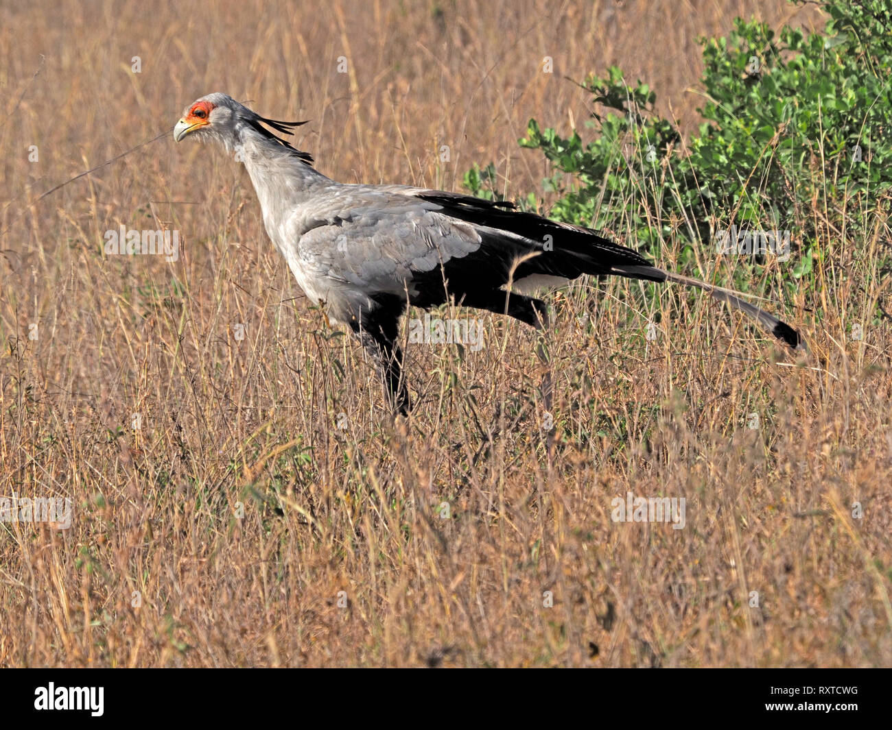Secretarybird o segretario bird (Sagittarius serpentarius) (soprannominato Stamper perché i timbri sulla preda/serpenti quando caccia) stalking in Kenya, Africa Foto Stock