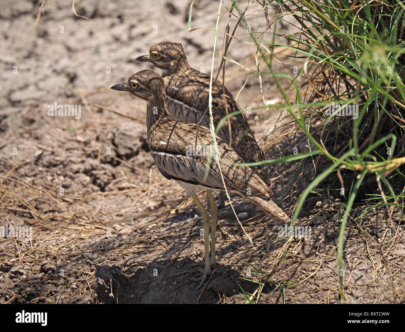 Coppia di acqua e spesso-ginocchia (Burhinus vermiculatus), o acqua dikkop con piumaggio criptico stand in ombra di un ciuffo di erba in Amboseli NP Kenya Africa Foto Stock