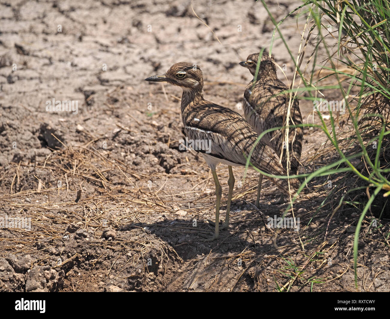 Coppia di acqua e spesso-ginocchia (Burhinus vermiculatus), o acqua dikkop con piumaggio criptico stand in ombra di un ciuffo di erba in Amboseli NP Kenya Africa Foto Stock