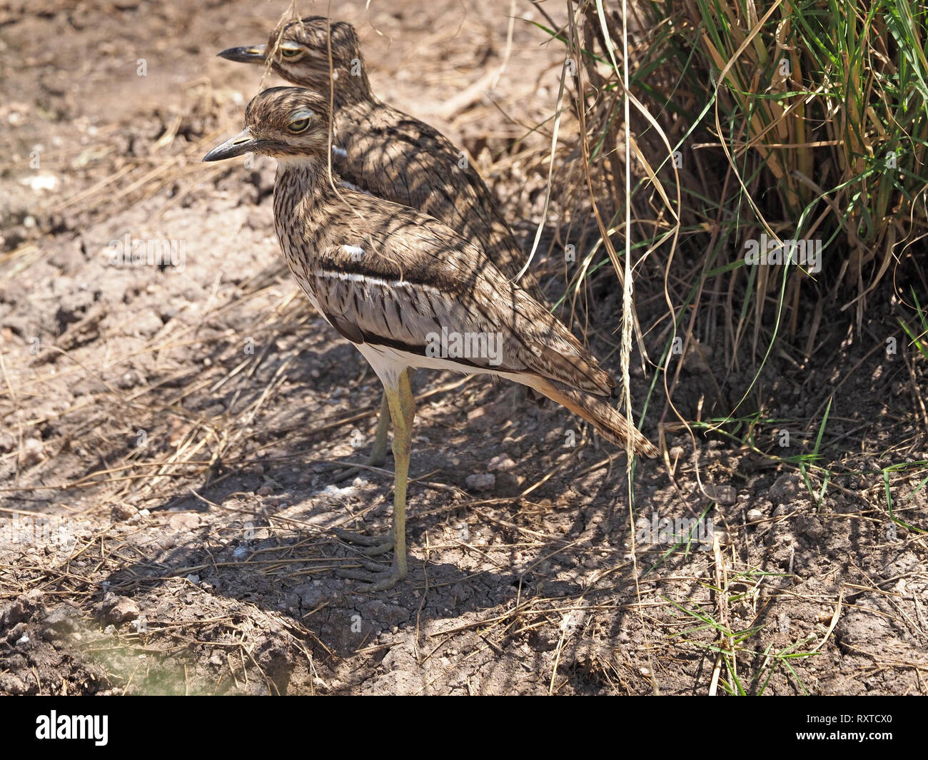 Coppia di acqua e spesso-ginocchia (Burhinus vermiculatus), o acqua dikkop con piumaggio criptico stand in ombra di un ciuffo di erba in Amboseli NP Kenya Africa Foto Stock