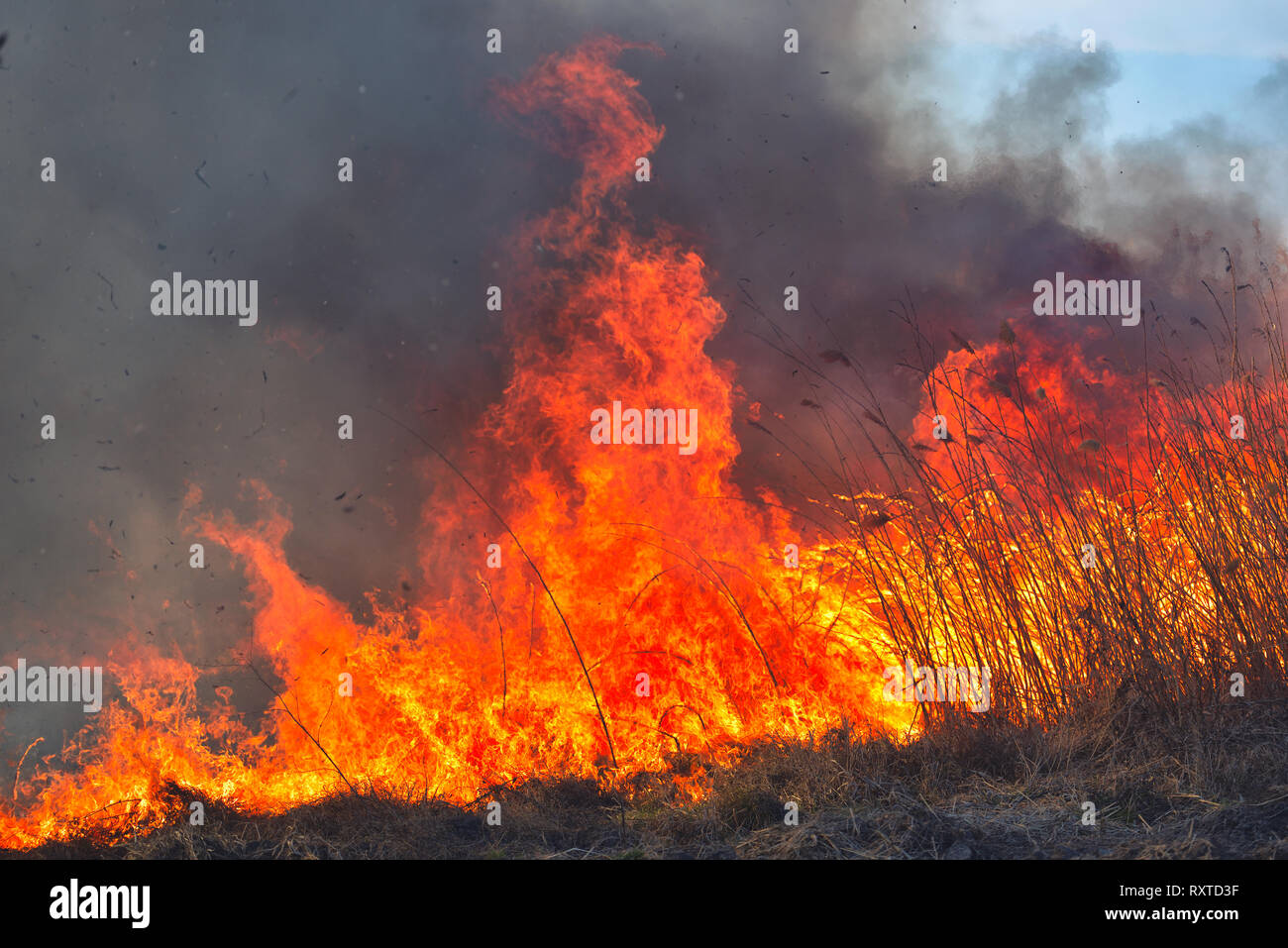 Grandi fiamme sul campo durante un incendio. Catastrofe accidentale Foto Stock