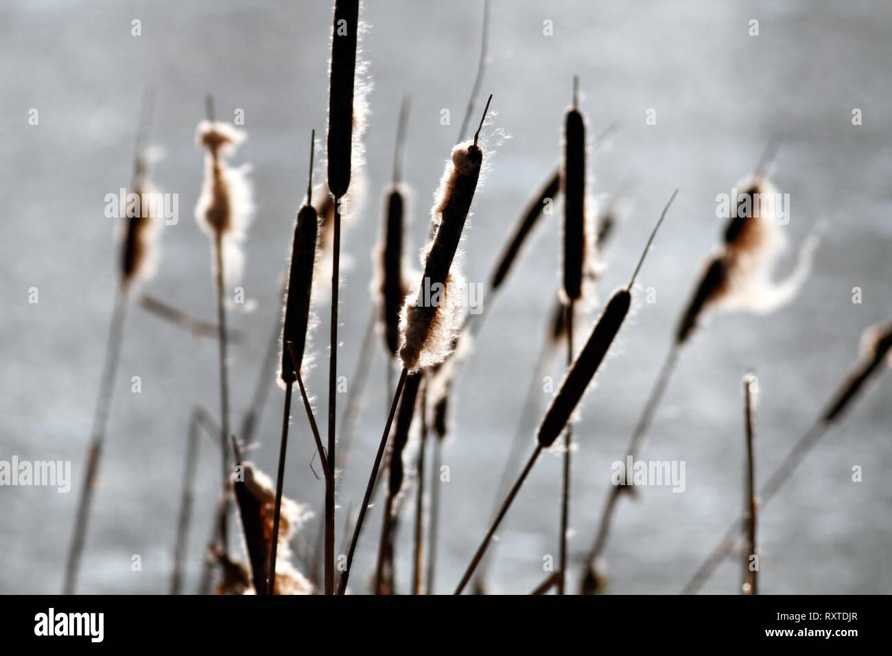 Canne di un fiume nel nord del Portogallo in semi retroilluminazione Foto Stock