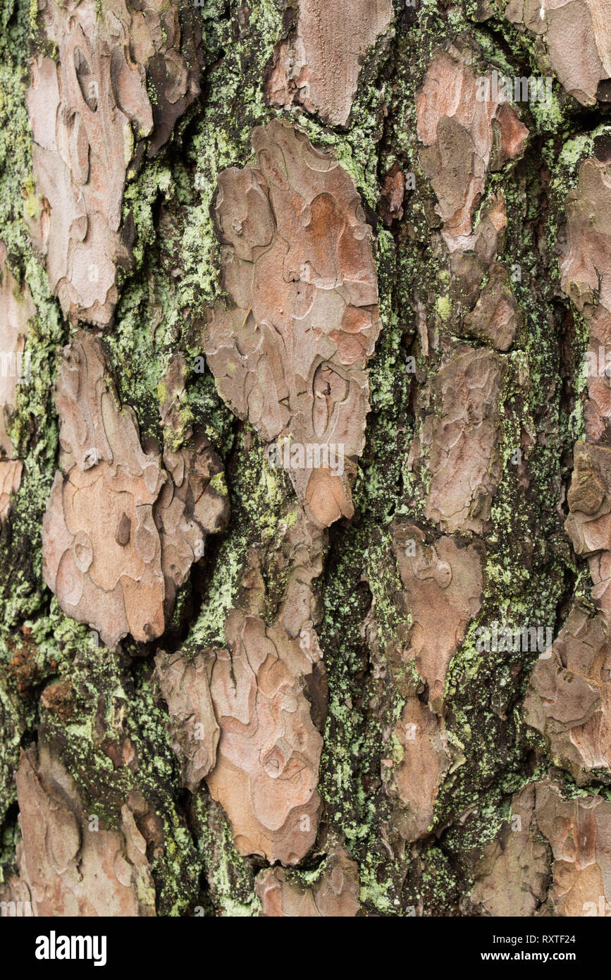 Pino antico di corteccia di albero di tessitura macro sfondo Foto Stock