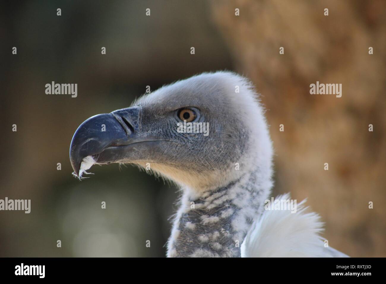 La testa del capo Griffon o Cape Vulture contro uno sfondo morbido Foto Stock