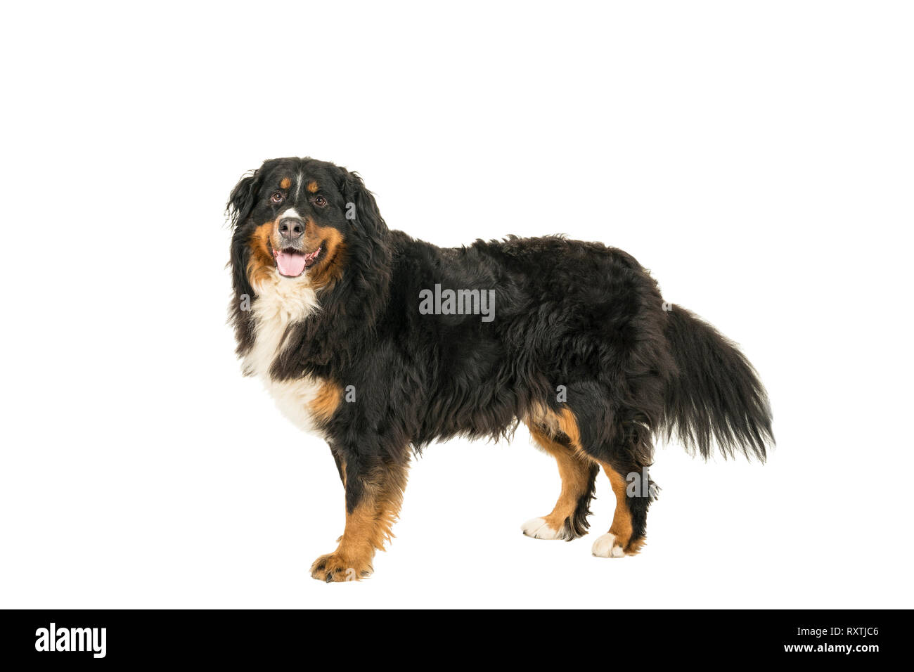 Berner Sennen Mountain cane guardando in alto isolato su sfondo bianco Foto Stock