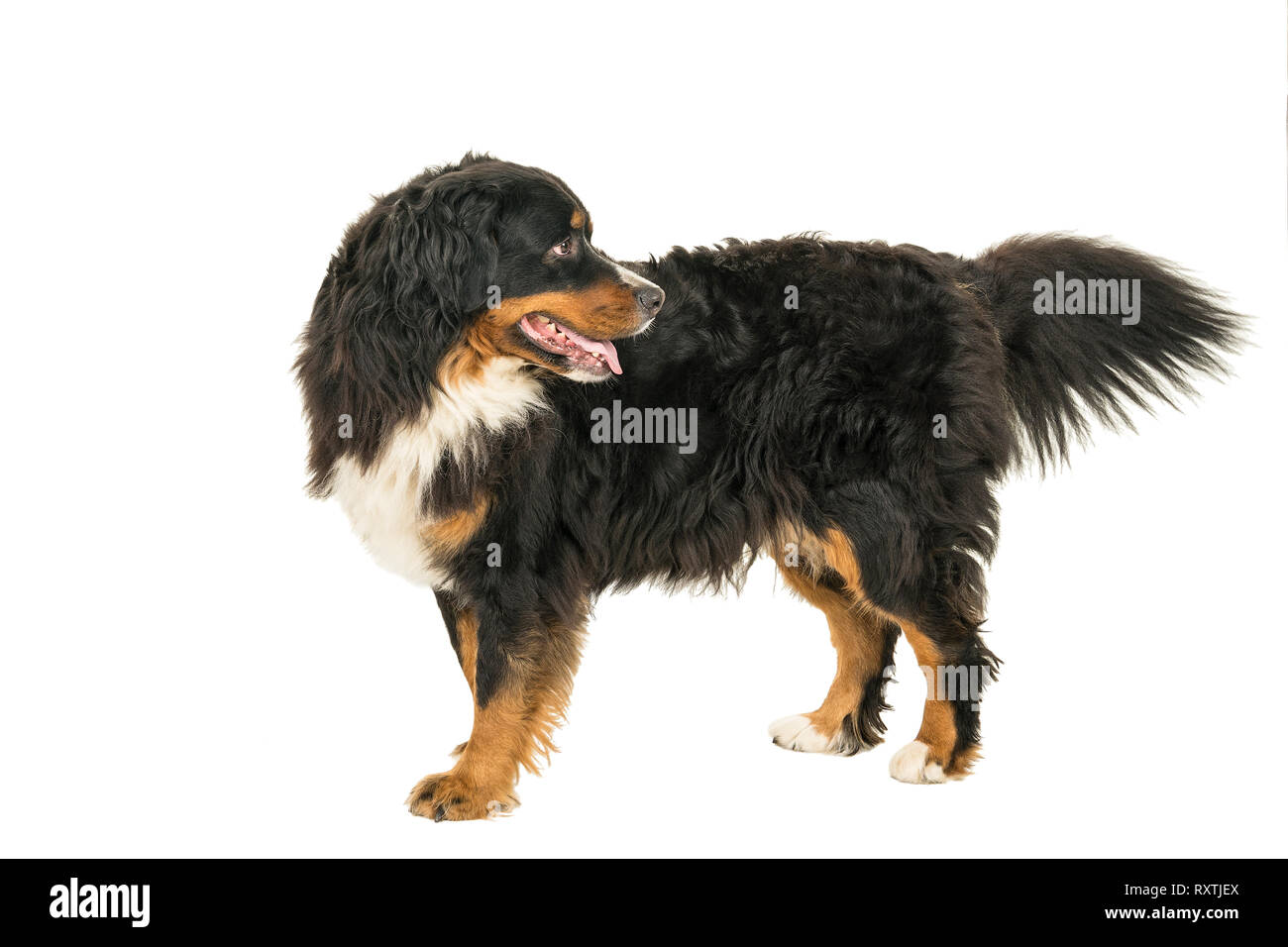 Berner Sennen Mountain cane guardando indietro isolato su uno sfondo bianco Foto Stock
