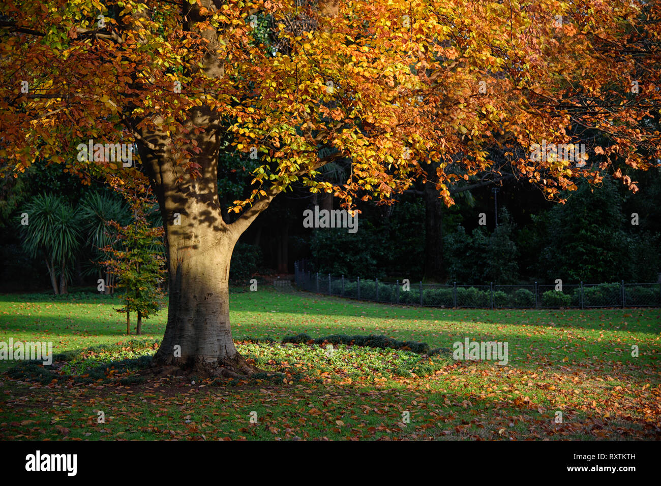Golden Tree nel parco della città nel tardo autunno, foglie di giallo sui rami e sull'erba verde, moody paesaggio stagionali Foto Stock