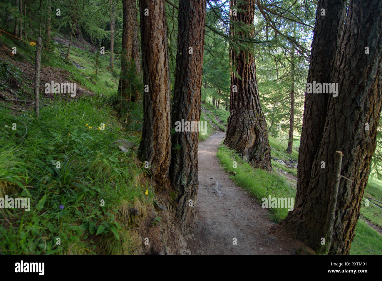 Un bel sentiero forestale attraverso una foresta di pini, alpi italiane, Natura carta da parati, escursionismo a Livigno, Italia Foto Stock
