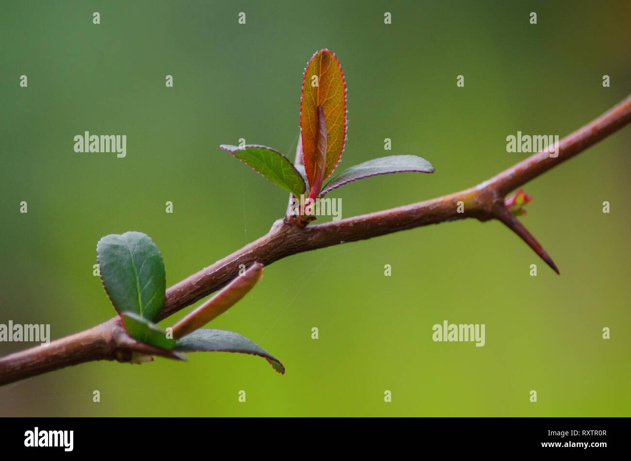 Un ramoscello con foglie giovani in primavera, verde sfondo sfocato con retroilluminazione, close up, Natura carta da parati con profondità di campo Foto Stock