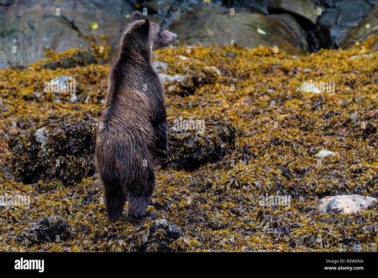 Costiera orso grizzy stabding sulle zampe posteriori lungo la bassa marea linea in ingresso del cavaliere, Prime Nazioni Territorio, British Columbia, Canada. Foto Stock