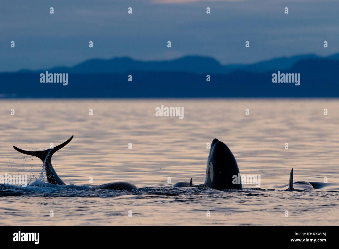 Orche assassine residenti del nord (Orcinus orca) A24's e Adires's giocando, spruzzi di coda e salti spia durante il tramonto nello stretto di Queen Charlotte al largo di Vancouver Island, territorio delle prime Nazioni, British Columbia, Canada. Foto Stock