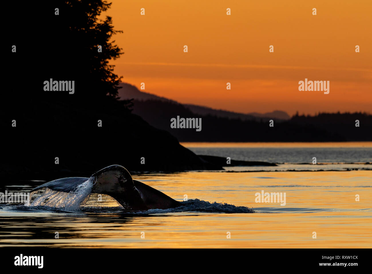 Megattere (Megaptera novaeangliae) che solleva la coda per una profonda immersione durante il tramonto nel passaggio di Weynton dell'isola di Vancouver vicino all'arcipelago di Broughton, territorio delle prime Nazioni, British Columbia, Canada. Foto Stock