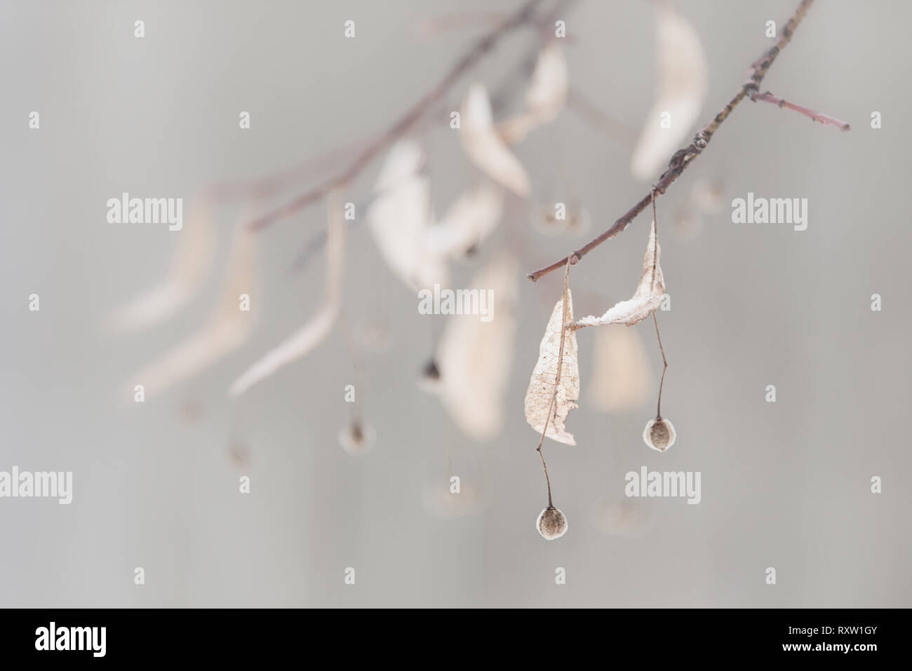 Messa a fuoco selettiva su un albero congelati ramoscello con i suoi frutti, luminoso inverno mattina scena con retroilluminazione, la profondità di campo Foto Stock