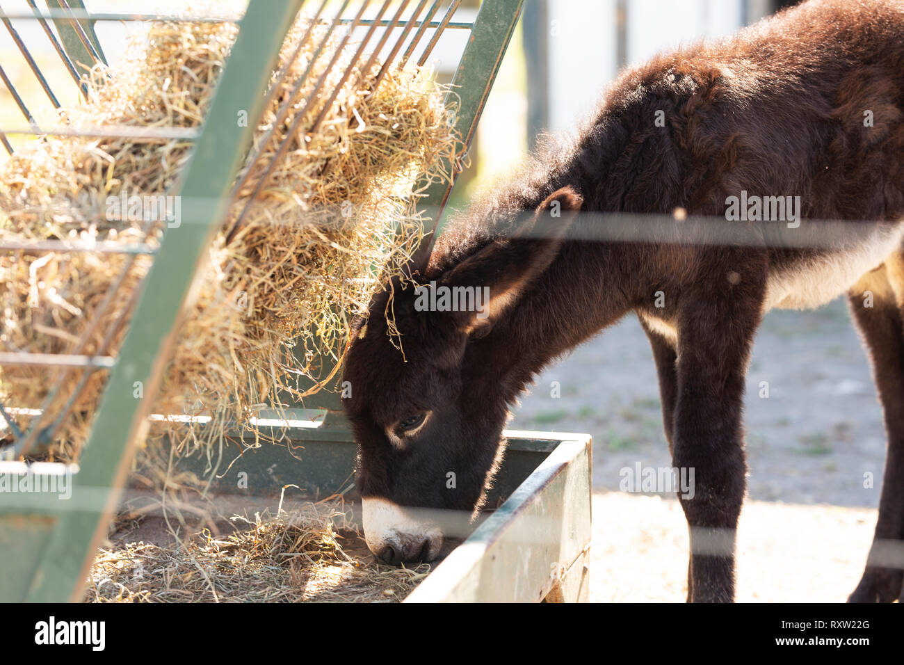 Un puledro di asino puledro (Equus africanus asinus) mangia fieno in una fattoria in Maryland, Stati Uniti d'America. Foto Stock