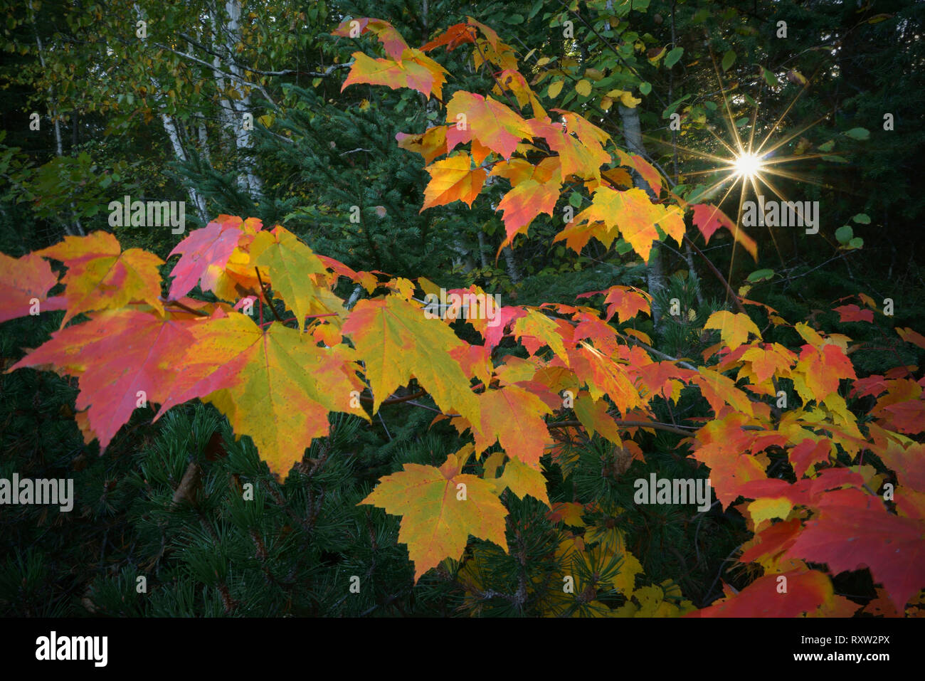 Paesaggio autunnale presso una sosta lungo il percorso 101,sulla sponda orientale del lago di Temiskaming in Quebec. In Canada. Foto Stock