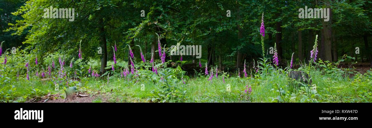 Scena di bosco con foxgloves adatti per uso come la testata Foto Stock