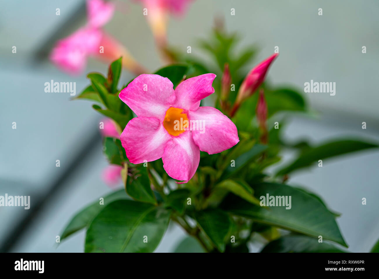 Cinque Petali di Rosa Foto Stock