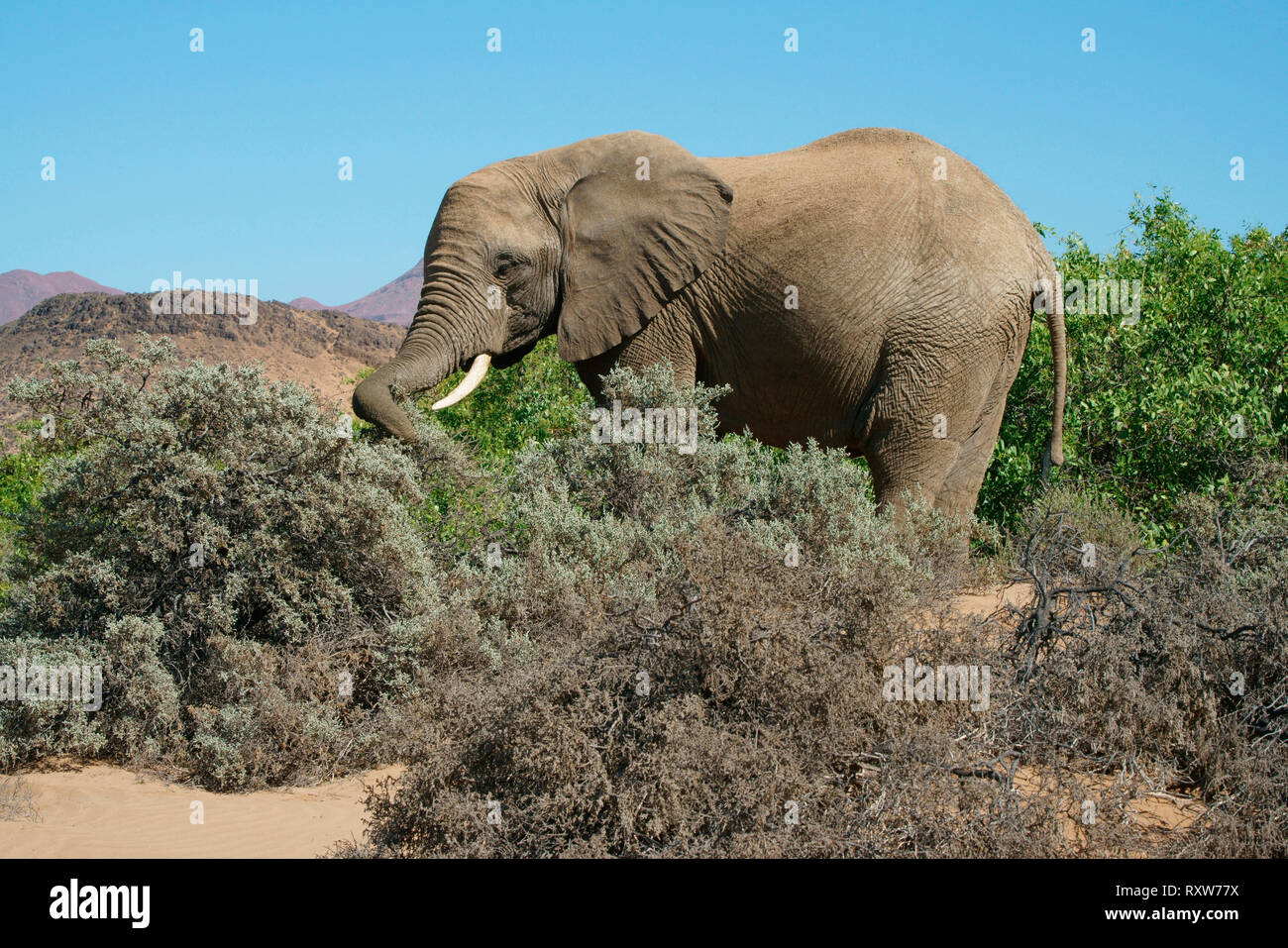 Deserto-atto elefante africano (Loxodonta africana) è un bush africano Elefante con adattamenti speciali per sopravvivere nei deserti dell'Africa. Essi hanno le gambe più lunghe,minore statura e un ingombro più grande altri Bush elefanti. Vicino a Mowani Lodge nel deserto del Namib di nord-ovest della Namibia, Africa Foto Stock