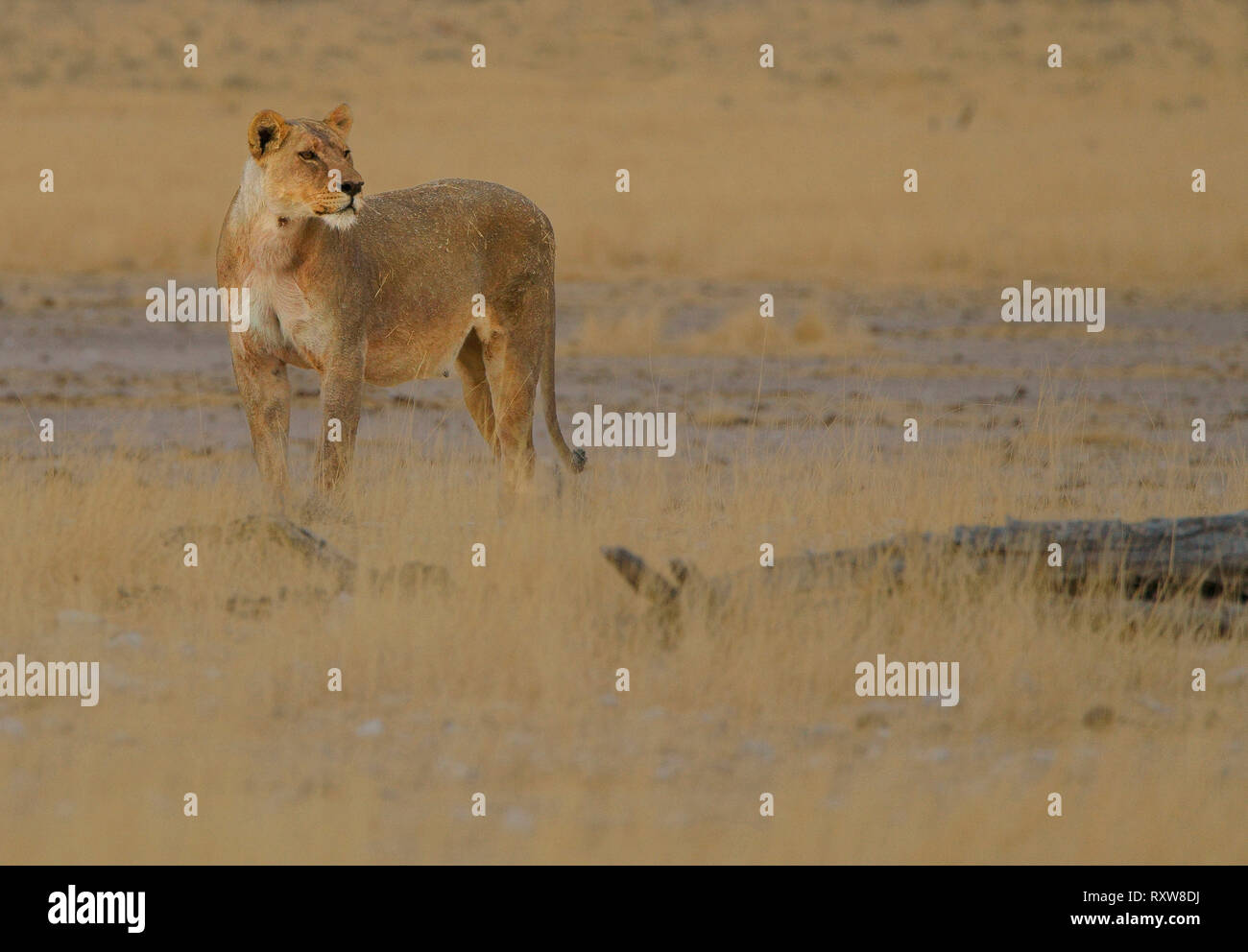 Leonessa (Panthera Leo) è il top predator dalla famiglia Felidae. Il Parco Nazionale di Etosha,Namibia,Africa. Foto Stock