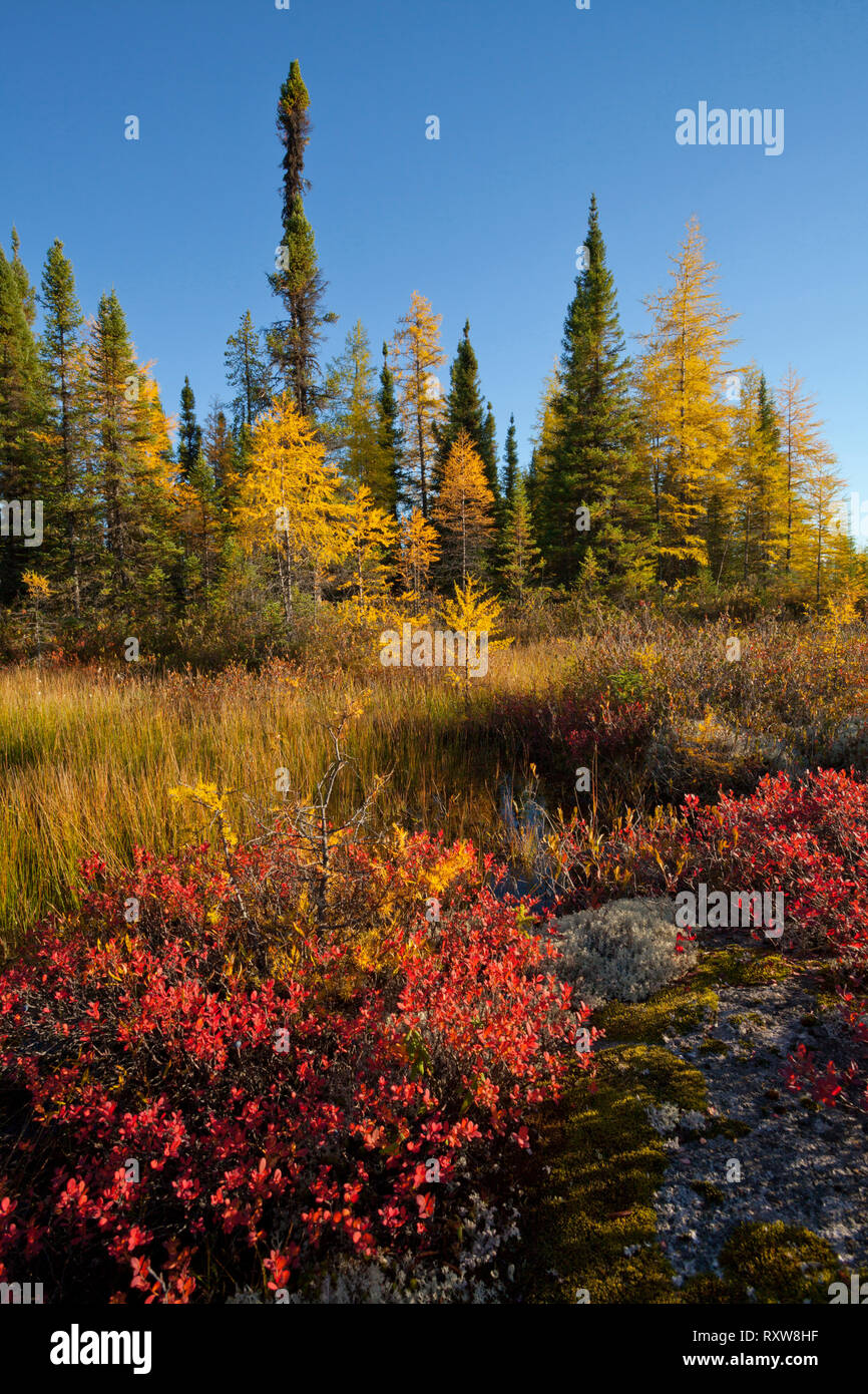 Paesaggio autunnale lungo la Baia di James autostrada verso Radisson nel nord del Québec dove il grande James Bay Hydro Quebec progetto è situato a. Quebec, Canada. Foto Stock