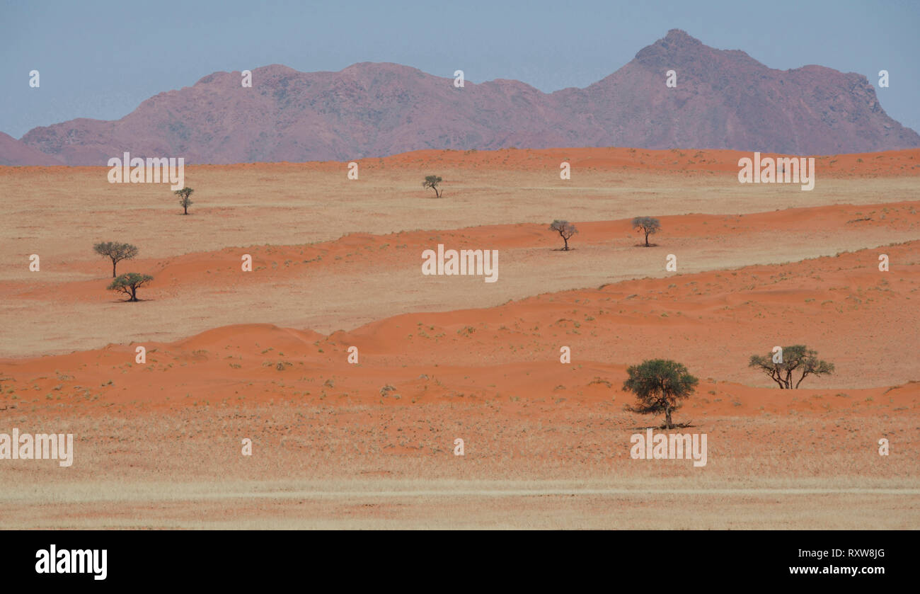 Il paesaggio stratificata del Namib Rand Riserva Naturale vicino Wolwedans Dune Lodge. L'aspetto stratificato risultati da longitudinali di dune rosse e miscelati longheroni vegetazione erbosa. Questa immagine è stata scattata alla fine della stagione secca. Western Namibia,Africa Foto Stock