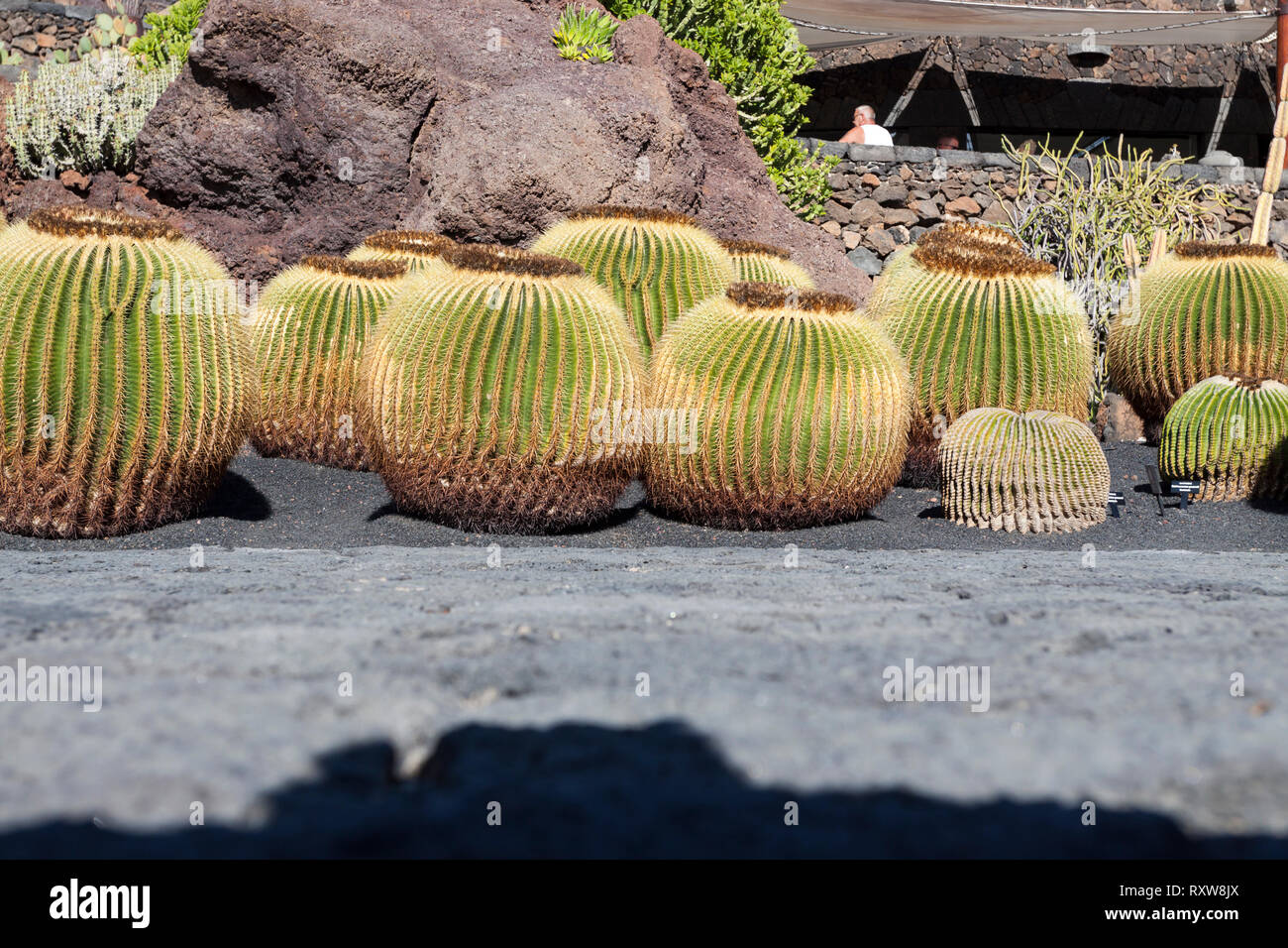 Il giardino dei cactus progetto di César Manrique. Guatiza, Lanzarote. Spagna Foto Stock