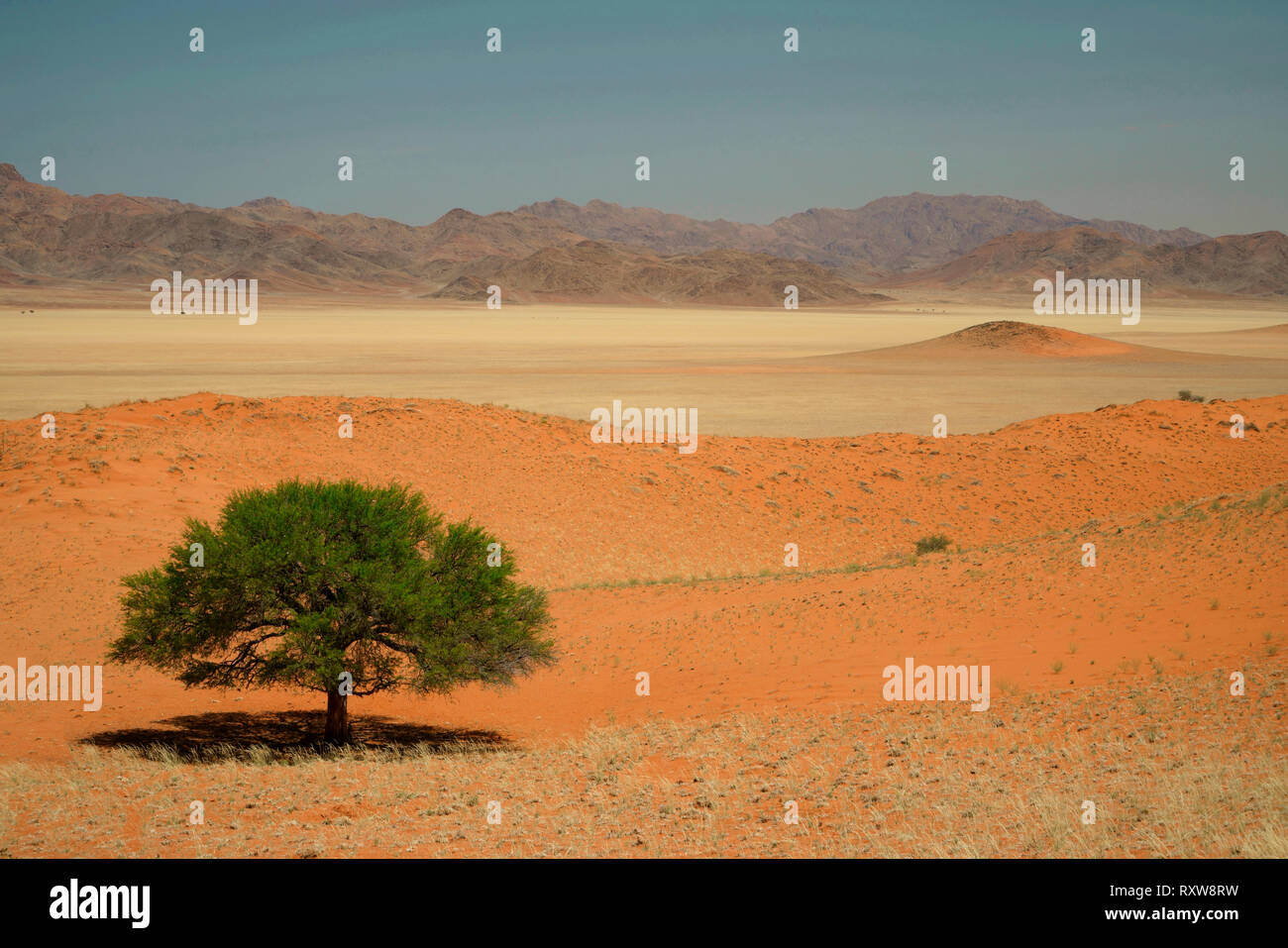 Il paesaggio stratificata del Namib Rand riserva al Wolwedans Dune Lodge. La comparsa stratificata risultati da longitudinali di dune rosse e miscelati longheroni vegetazione erbosa. Questa immagine è stata scattata alla fine della stagione secca. Western Namibia,Africa Foto Stock