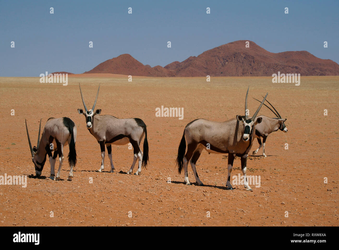 Oryx,Gemsbok,Oryx Gazella,un gruppo di oryx del Namib Rand Riserva Naturale,western Namibia,Africa. La oryx si è evoluto adattamenti fisiologici permettendo ad esso di andare senza acqua per mesi. Foto Stock