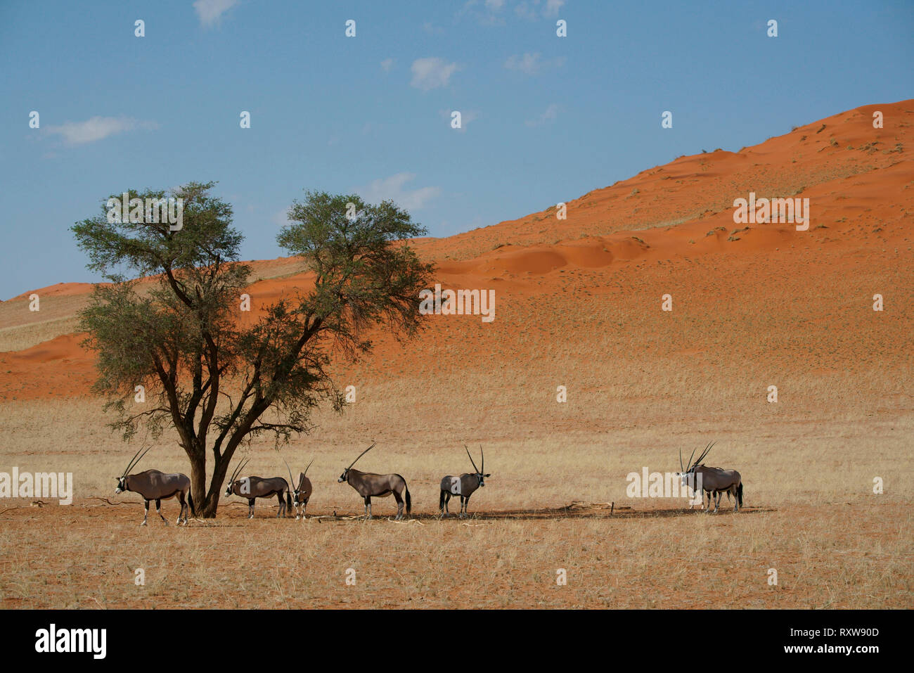 Oryx,Gemsbok,Oryx Gazella,un gruppo di oryx staying cool sotto un albero di Acacia a mezzogiorno,del Namib Rand Riserva Naturale,western Namibia,Africa. La oryx si è evoluto adattamenti fisiologici permettendo ad esso di andare senza acqua per mesi. Foto Stock