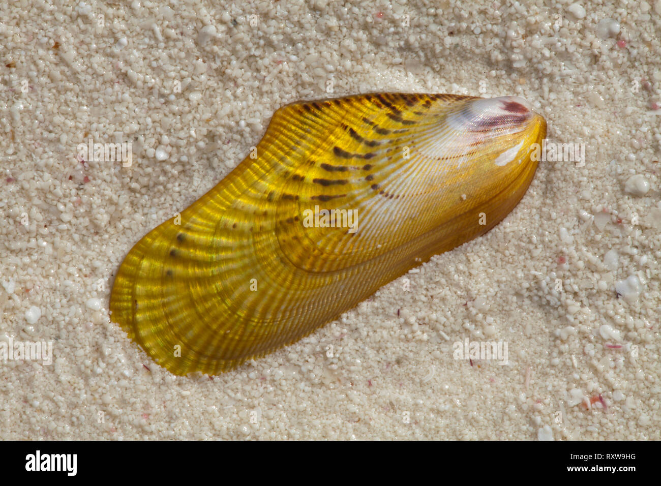 Conchiglia di mare sulla spiaggia di South Andros isola nelle Bahamas, Caraibi Foto Stock