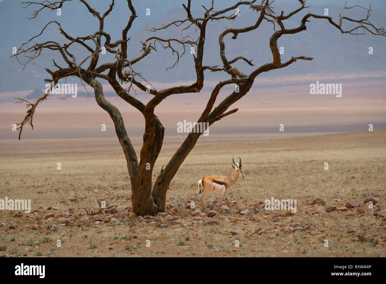 Springbok (Antidorcas marsupialis) con un punto morto Acacia nel Namib Rand Riserva Naturale,Western Namibia,Africa. Foto Stock