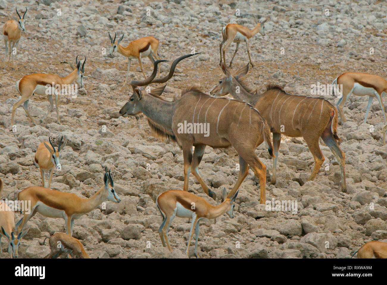 Un maschio e femmina Kudu maggiore (Tragelaphus Strepsiceros) (grande antilope) sono circondati da Springbok (più piccola antilope) come essi a piedi da un foro di acqua nel Parco Nazionale Etosha, Namibia,Africa Foto Stock