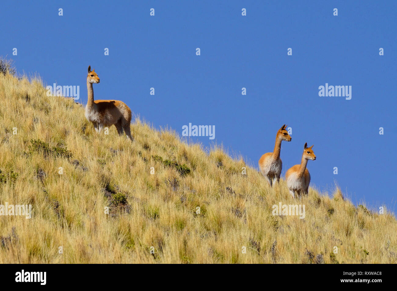 Vicunia (Vecugna Vecugna) è un piccolo animale in cammello vivere in famiglia a quote molto alte in tutta la Cordigliera delle Ande. Questa immagine è stata scattata a 14300 ft vicino al El Tatio sorgenti calde nel deserto di Atacama,in Cile,America del Sud Foto Stock