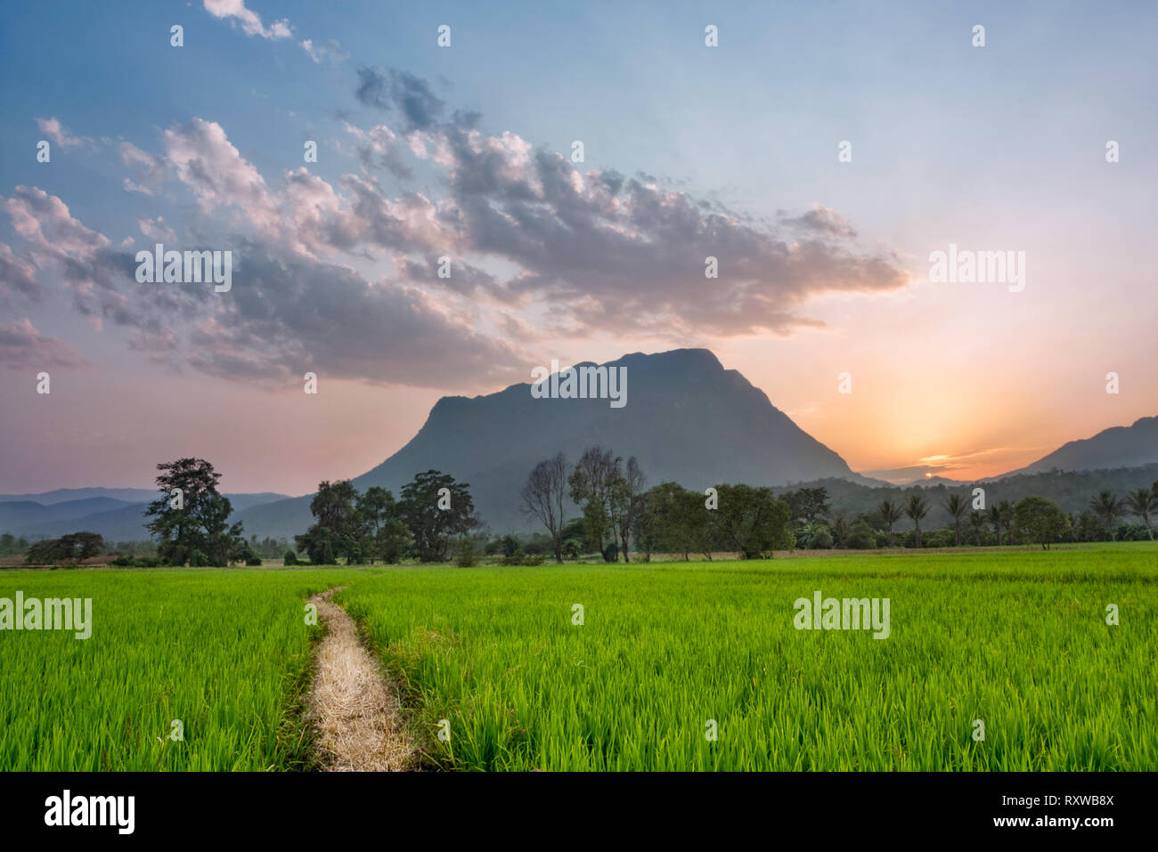 Percorso attraverso i campi di riso in Chiang Dao, Thailandia. Foto Stock