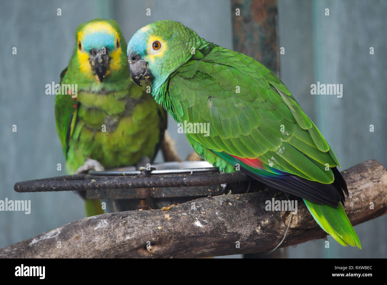 Turchese-fronteggiata amazon (Amazon aestiva), noto anche come il blu a vetrina parrot. Foto Stock