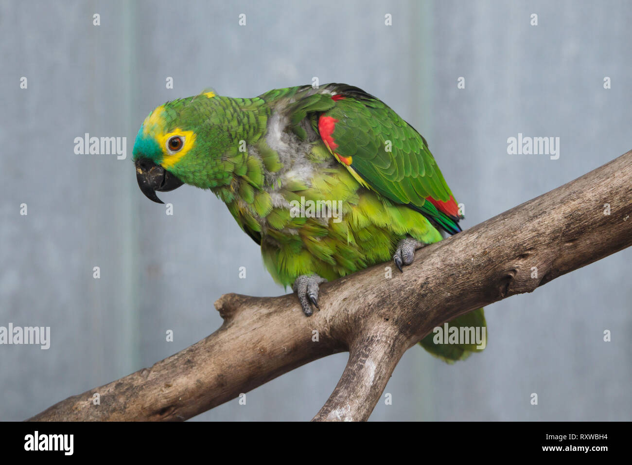 Turchese-fronteggiata amazon (Amazon aestiva), noto anche come il blu a vetrina parrot. Foto Stock