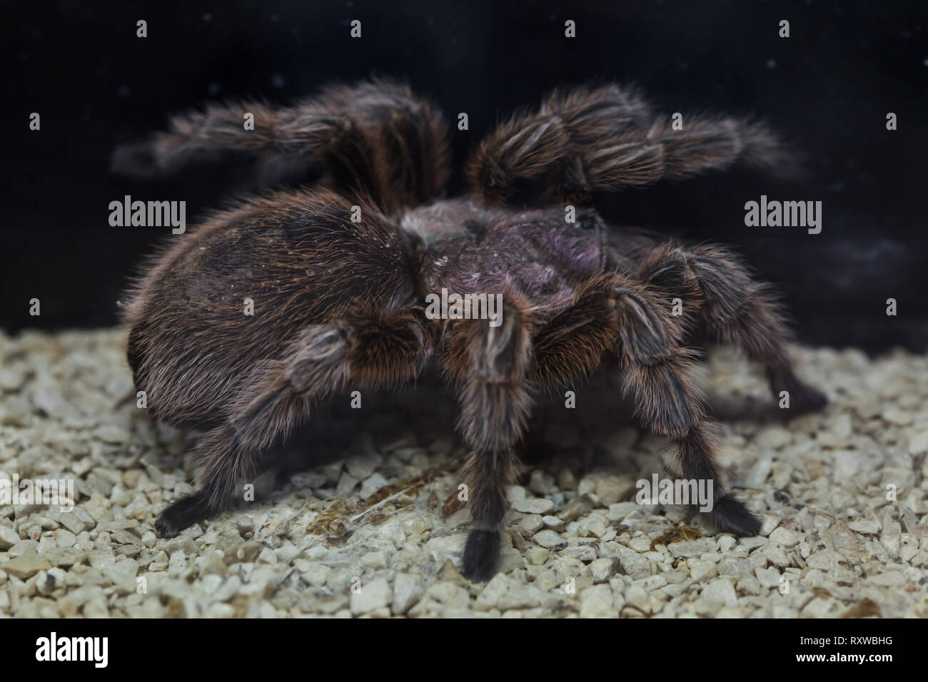 Rosa cilena tarantula (Grammostola rosea), noto anche come il cileno fire tarantola. Foto Stock